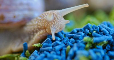 Metaldehyde slug pellets to be banned from March 2022